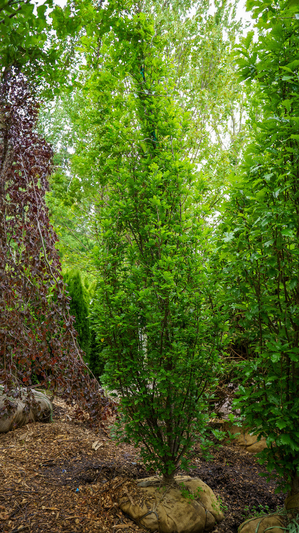 Kindred Spirit Oak