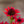 Load image into Gallery viewer, Kismet Red Coneflower
