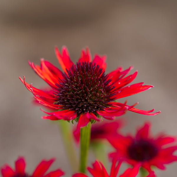 Kismet Red Coneflower