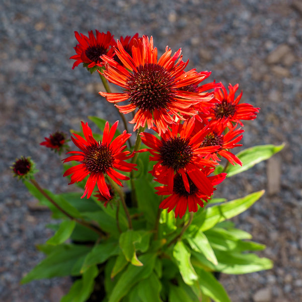 Kismet Red Coneflower