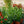 Load image into Gallery viewer, Kismet Yellow Coneflower
