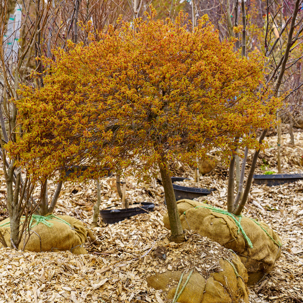 Kiyohime Japanese Maple - Japanese Maple - Japanese Maples