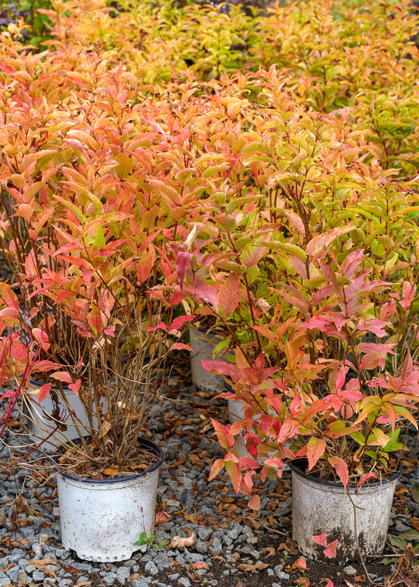 Kodiak Orange Bush Honeysuckle