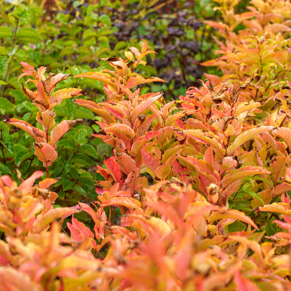 Kodiak Orange Bush Honeysuckle