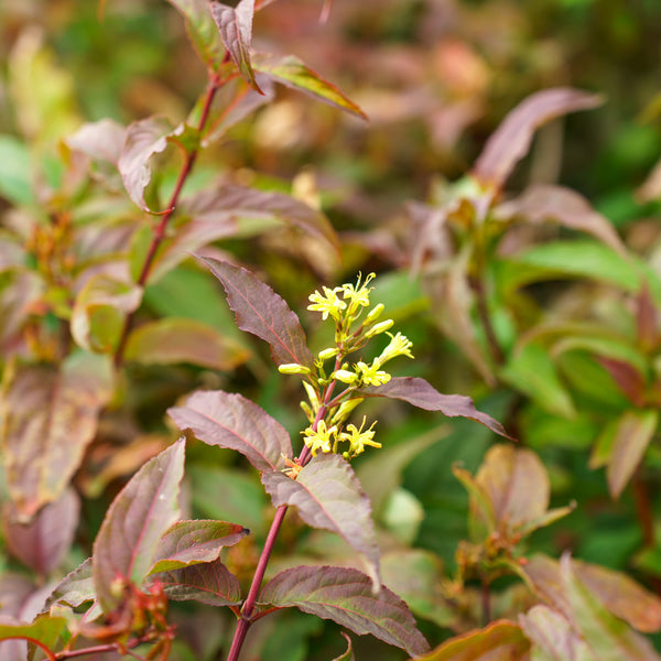 Kodiak Red Bush Honeysuckle