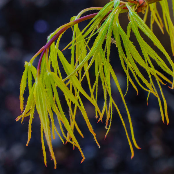 Koto-No-Ito Japanese Maple - Japanese Maple - Japanese Maples