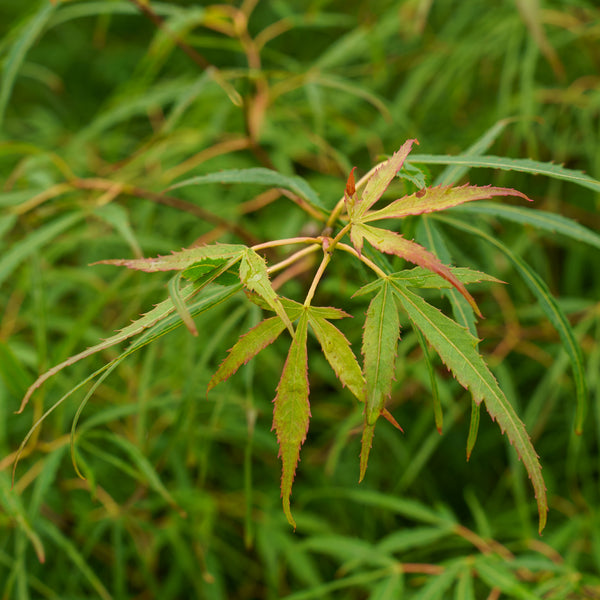 Koto-No-Ito Japanese Maple