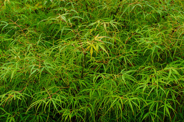 Koto-No-Ito Japanese Maple