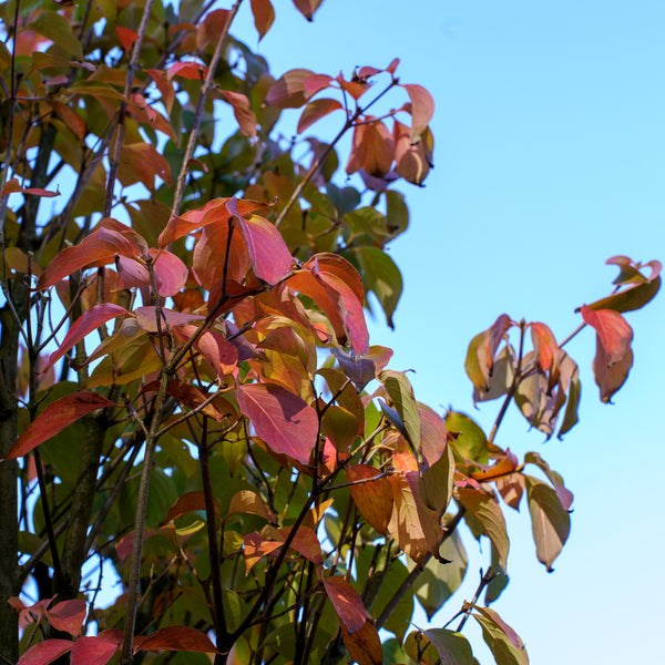 Kousa Dogwood