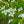 Load image into Gallery viewer, Kousa Dogwood - Dogwood Tree - Flowering Trees
