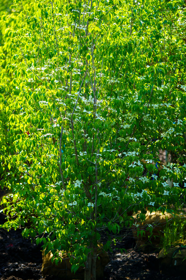 Kousa Dogwood - Dogwood Tree - Flowering Trees