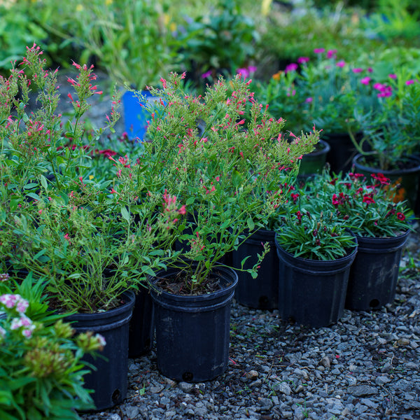 Kudos Red Hyssop