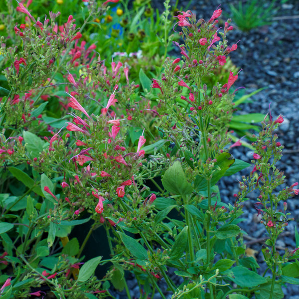 Kudos Red Hyssop