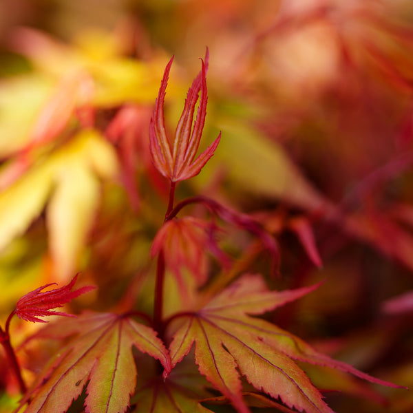 Kuro Hime Japanese Maple - Japanese Maple - Japanese Maples