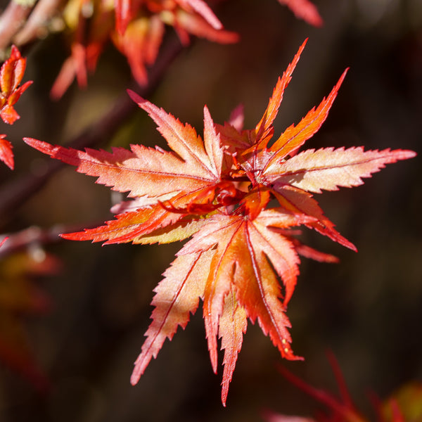 Kuro Hime Japanese Maple - Japanese Maple - Japanese Maples