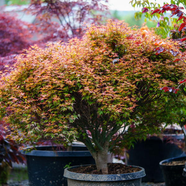 Kuro Hime Japanese Maple - Japanese Maple - Japanese Maples