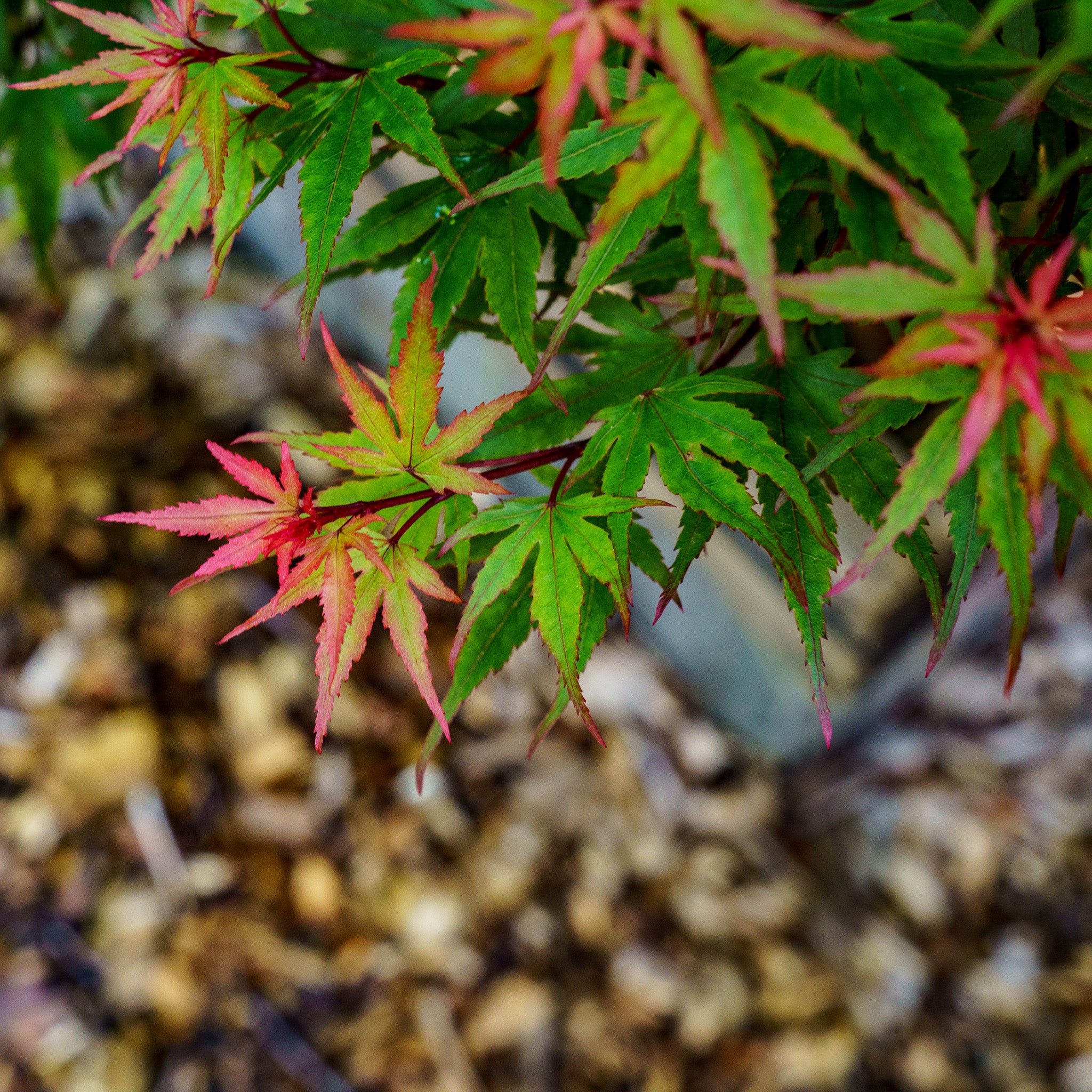 Kuro Hime Japanese Maple – Plant Detectives