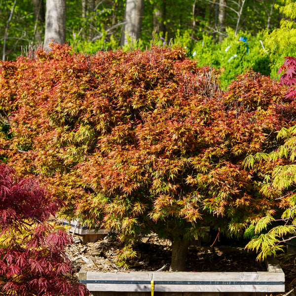 Kuro Hime Japanese Maple - Japanese Maple - Japanese Maples