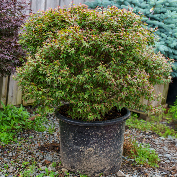 Kuro Hime Japanese Maple