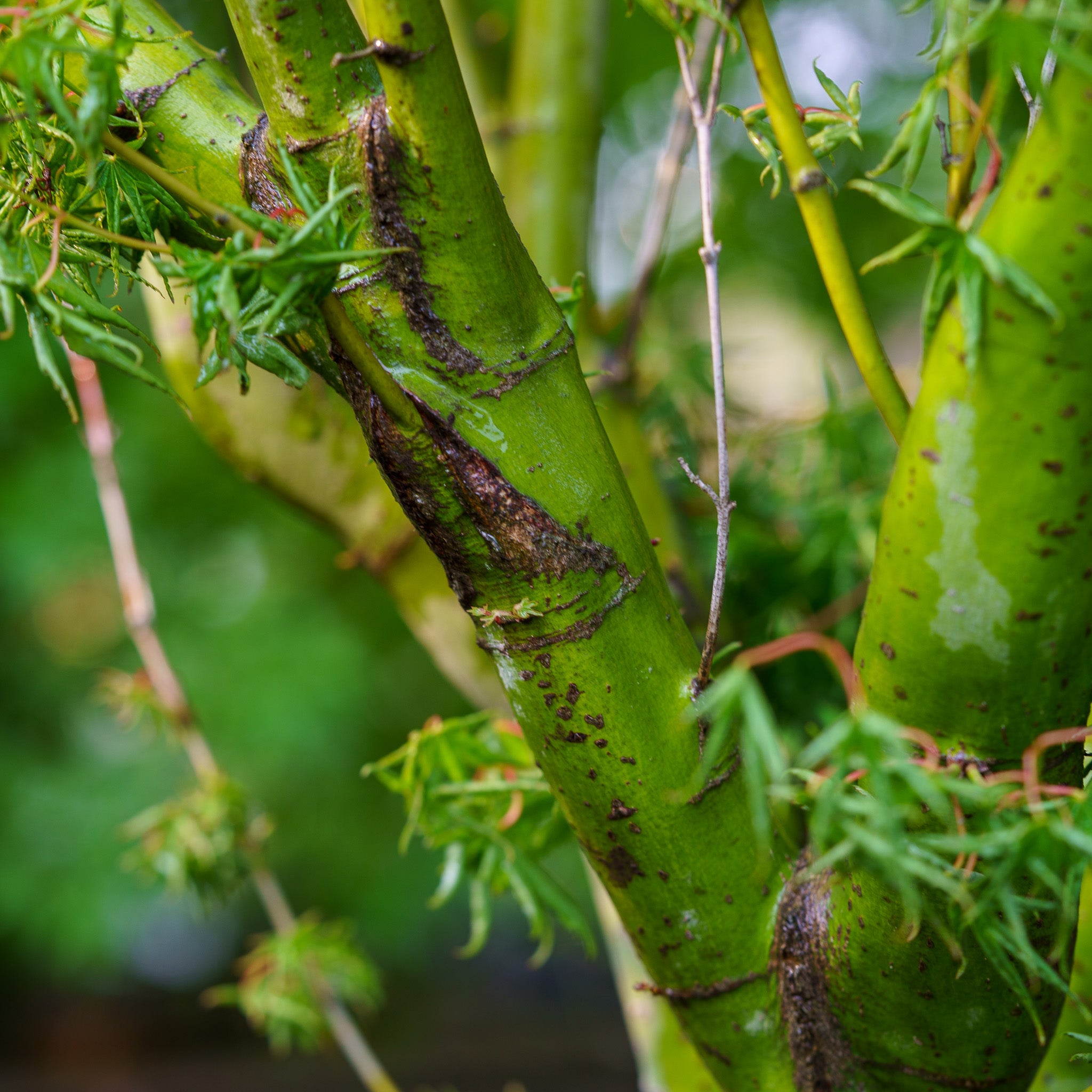 Kurenai Jishi Japanese Maple – Plant Detectives