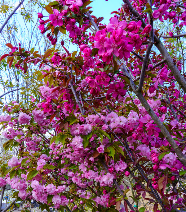 Kwanzan Flowering Cherry - Cherry - Flowering Trees