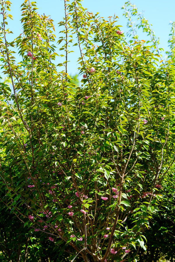 Kwanzan Flowering Cherry - Cherry - Flowering Trees