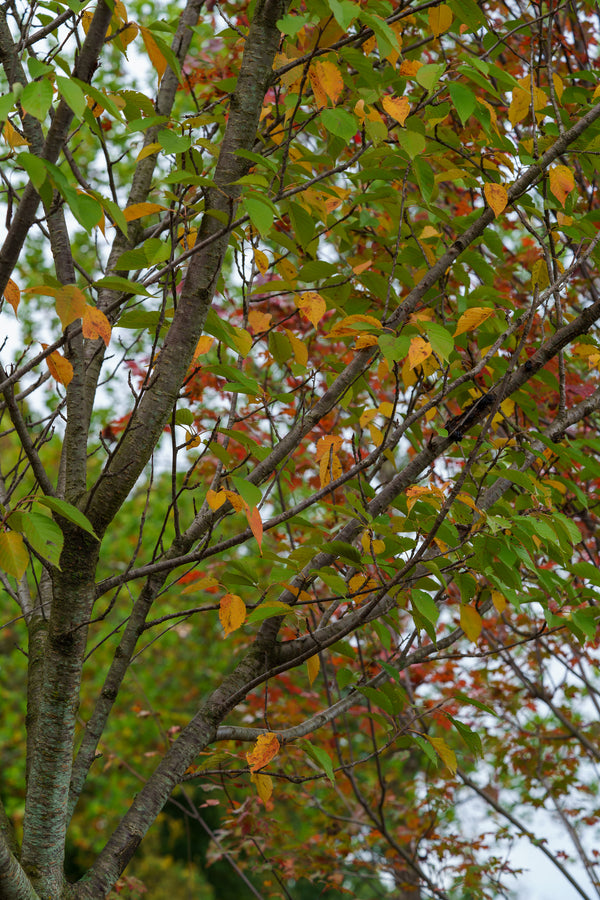 Kwanzan Flowering Cherry