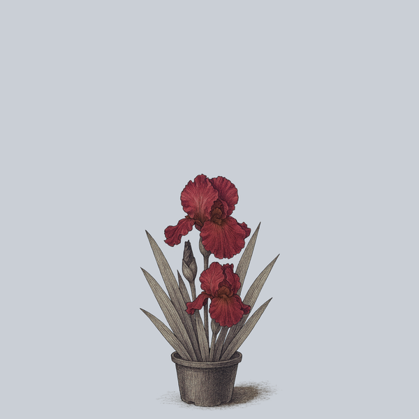 Lady Friend Bearded Iris