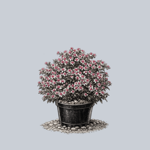 Lady In Black Calico Aster