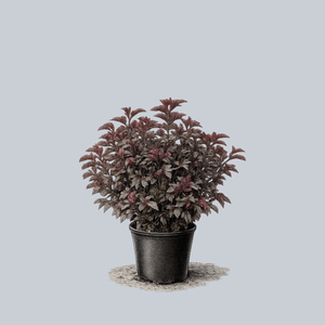 Lady in Red Ninebark