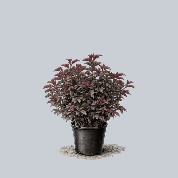 Lady in Red Ninebark