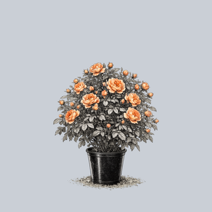 Lady of Shalott English Shrub Rose