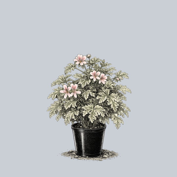 Lady Plymouth Geranium