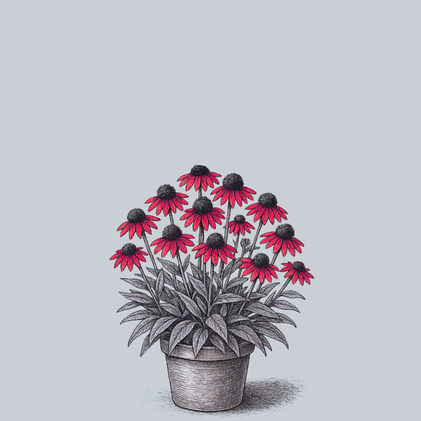 Lakota Fire Coneflower