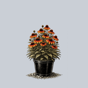 Lakota Fire Coneflower