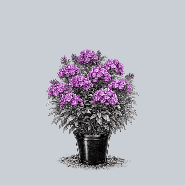 Laura Tall Garden Phlox