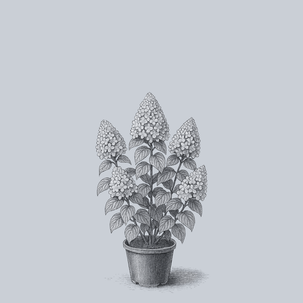 Lavalamp Moonrock Panicle Hydrangea