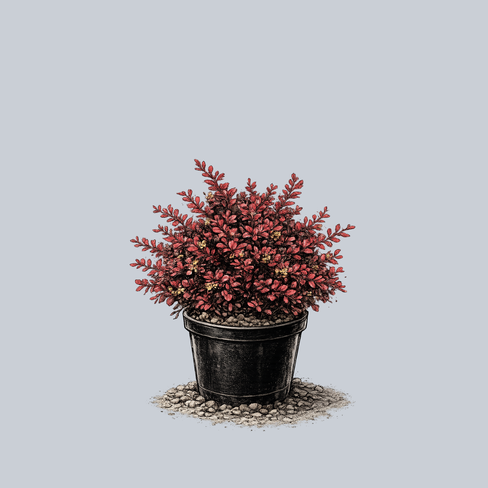 Lava Nugget Barberry – Plant Detectives