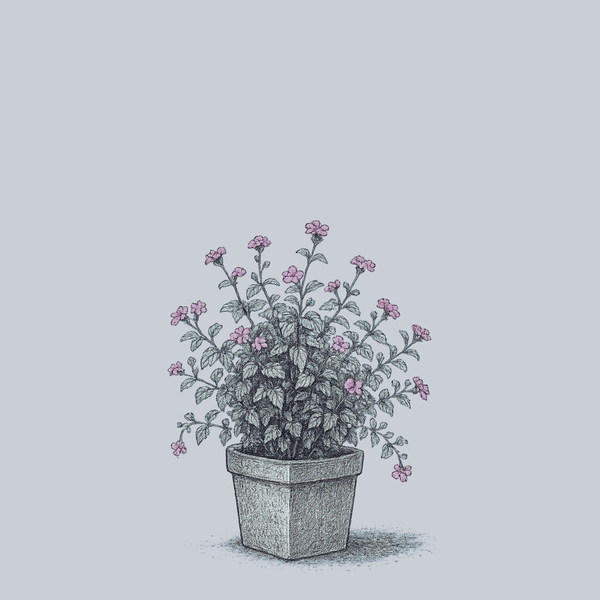 Lavender Swirl Lantana