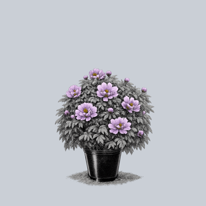 Lavender Tree Peony