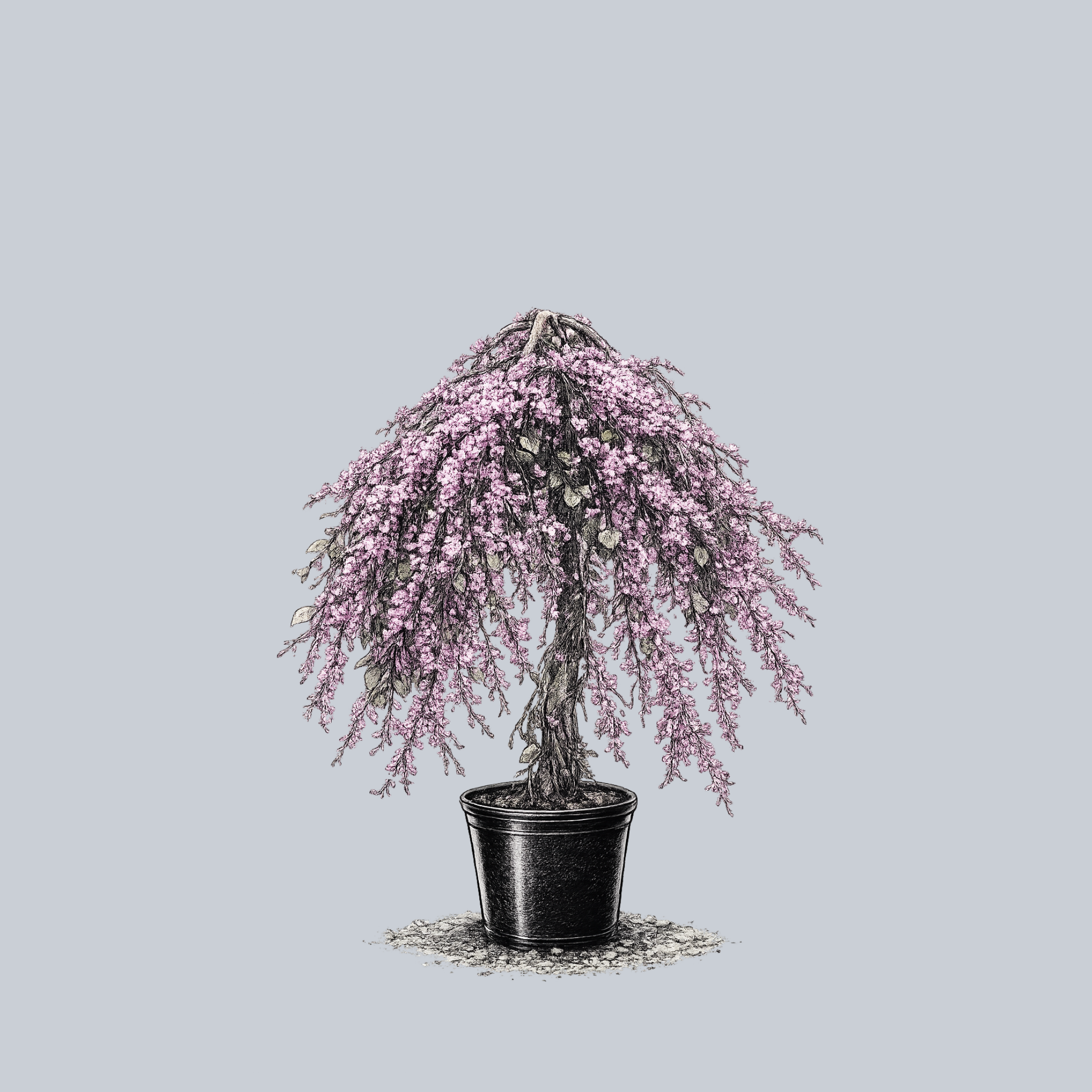 weeping lavender tree Lavender Twist Eastern Redbud – Plant Detectives