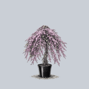 Lavender Twist Eastern Redbud