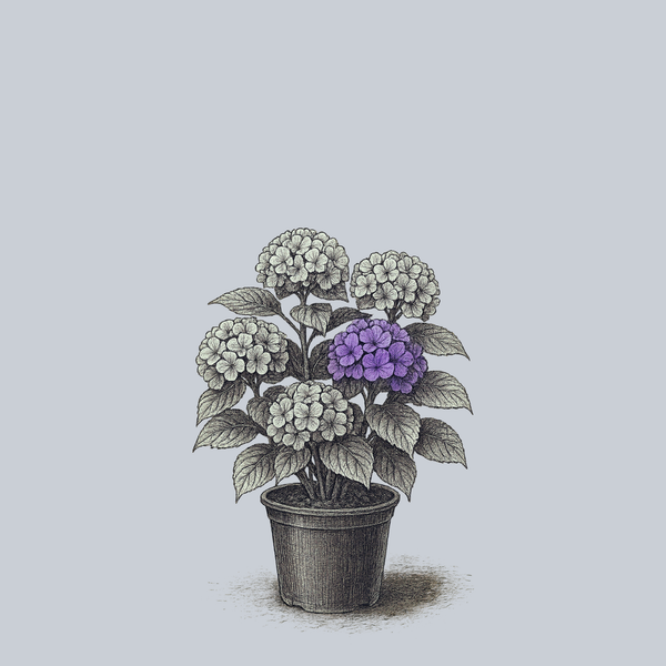 LA Dreamin' Bigleaf Hydrangea