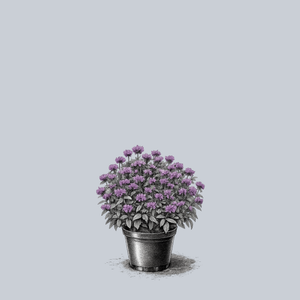 Leading Lady Amethyst Bee Balm