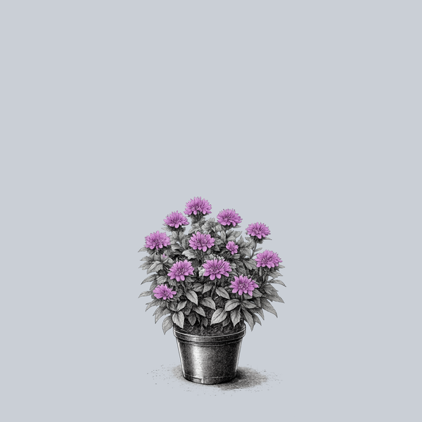 Leading Lady Orchid Bee Balm