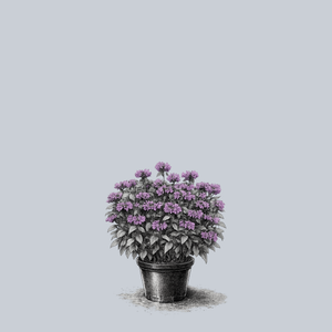 Leading Lady Plum Bee Balm