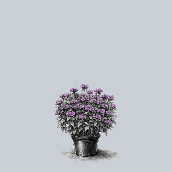 Leading Lady Plum Bee Balm