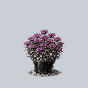 Leading Lady Plum Bee Balm