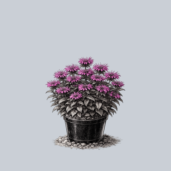 Leading Lady Plum Bee Balm