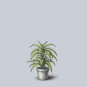 Lemon Surprise Dracaena